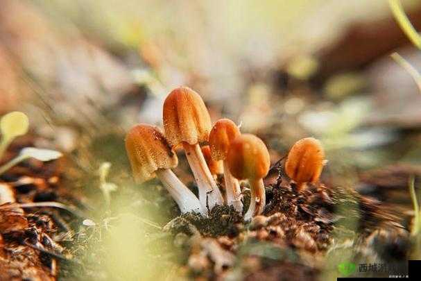 蘑菇视频:探索奇妙世界