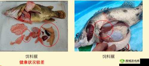 肉食教师食取报告 3hd:详细解读