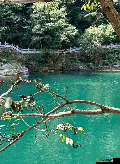 氺茤茤:独特魅力等你来发现