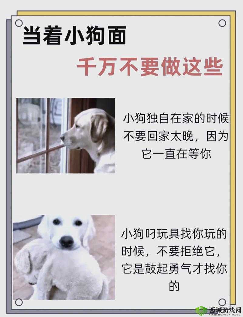狗 Zoom 和人类 Zoom 哪个好:分析与比较