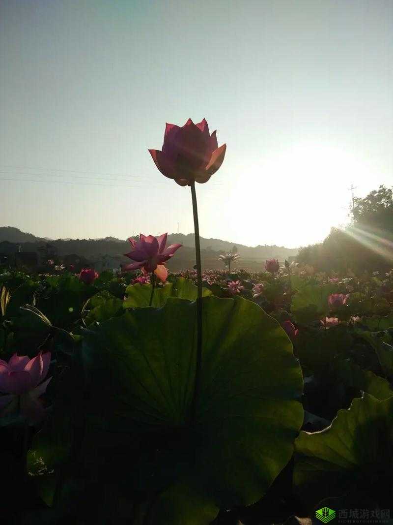 女性半夜莲花开放的治疗方法:中医调理与心理疏导