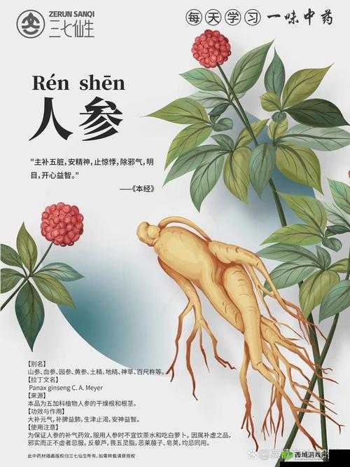 侠客必备:子午丹与珍贵人参获取攻略宝典