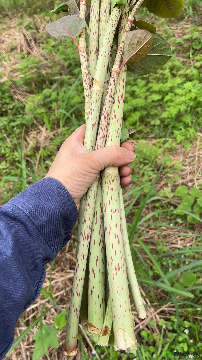 一杆大枪草全家:这是什么意思呢