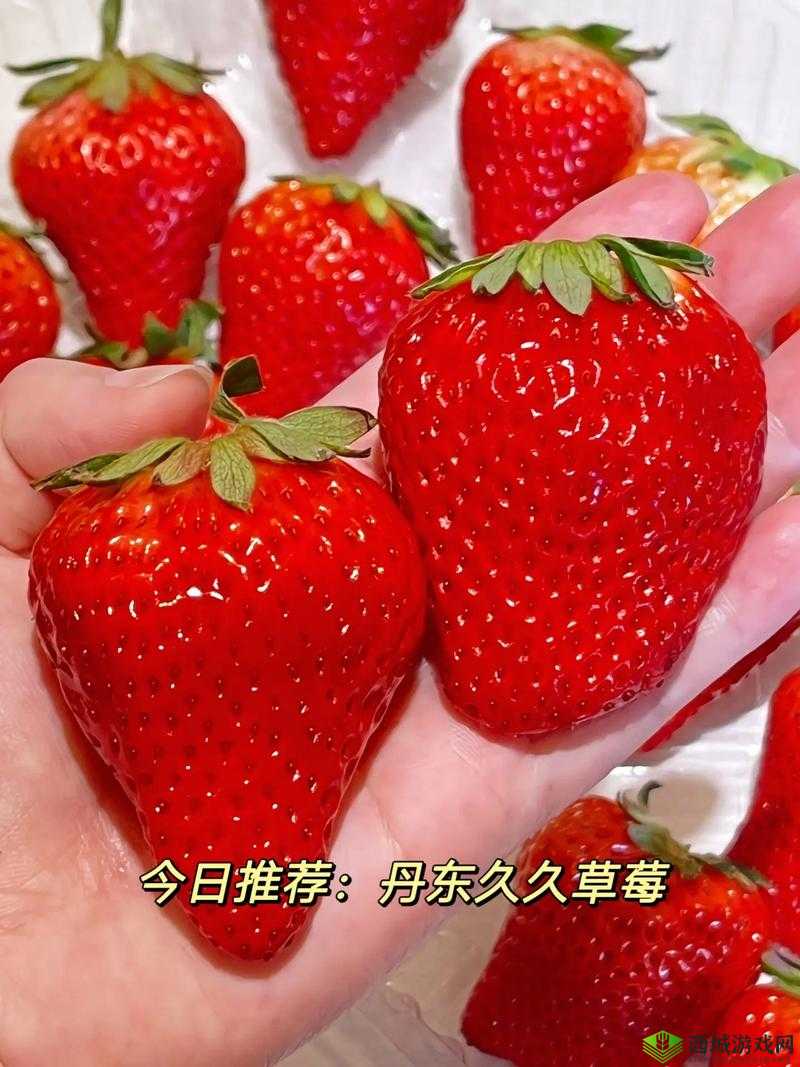久久草莓:水果界的贵族