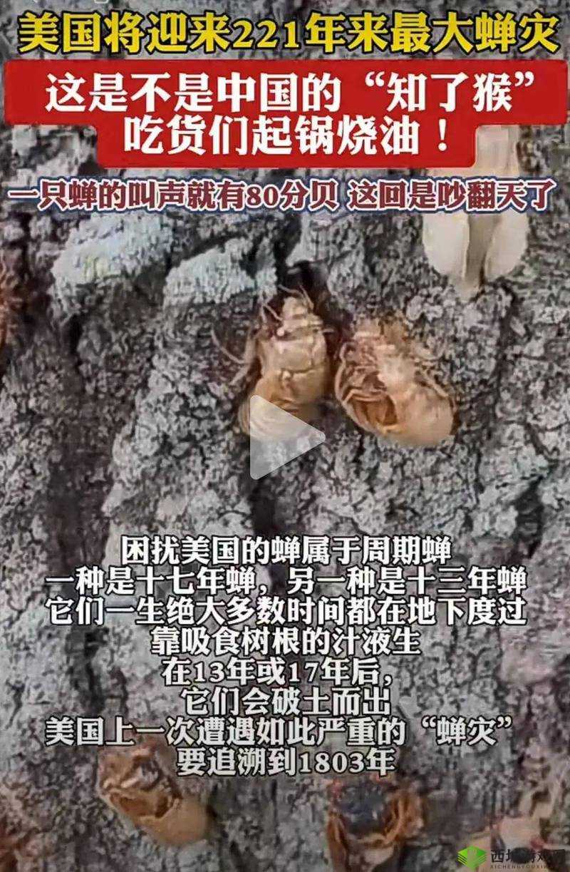 粗暴交 videos 乱叫美国:令人震惊的行为