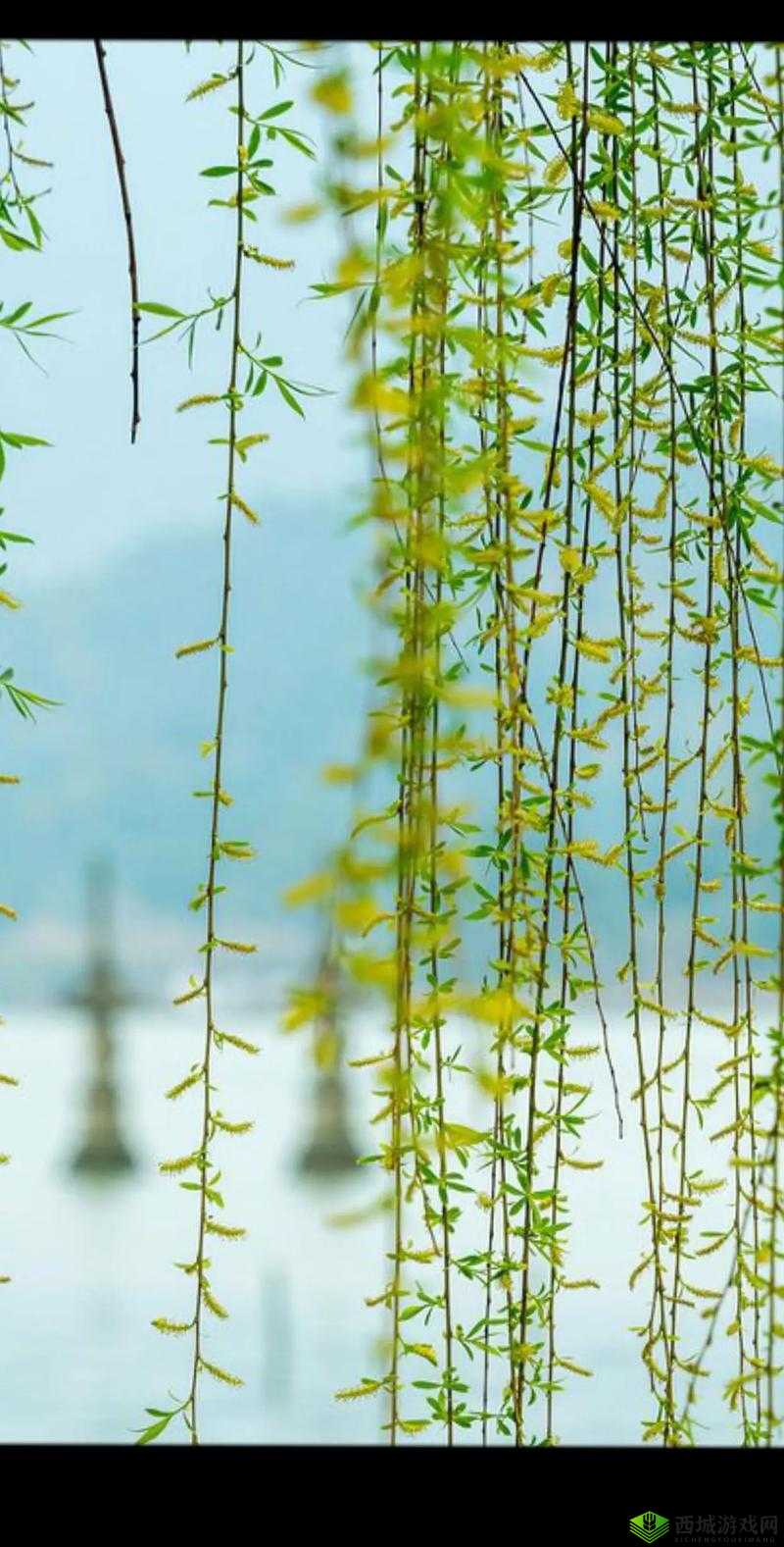 春动莲房:春景中的诗意之美