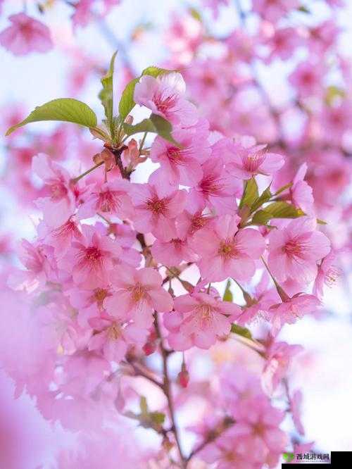 IMMONE 樱花官方网站入口:探寻粉色浪漫的世界