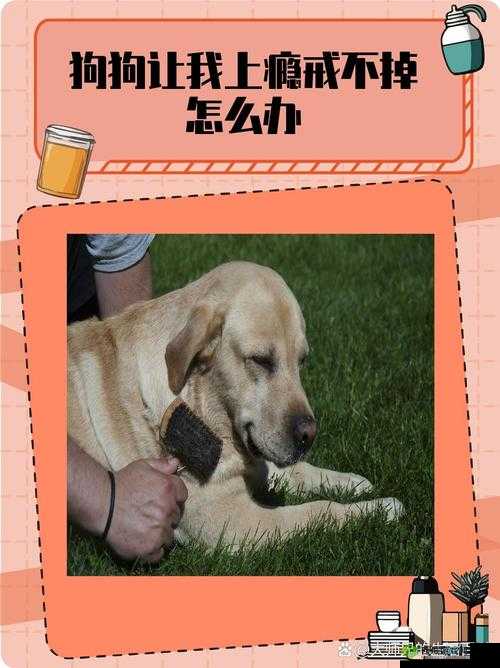 我心爱的狗狗让我上瘾戒不掉,怎么办?
