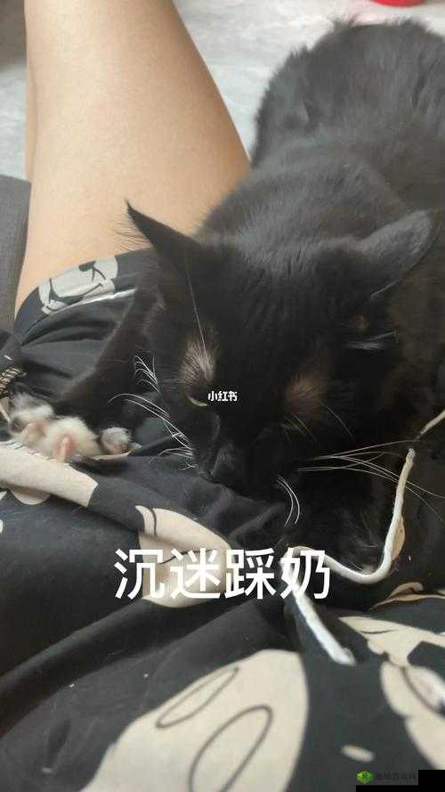 坤坤寒进桃子里嗟嗟视频:一场独特的奇妙演绎