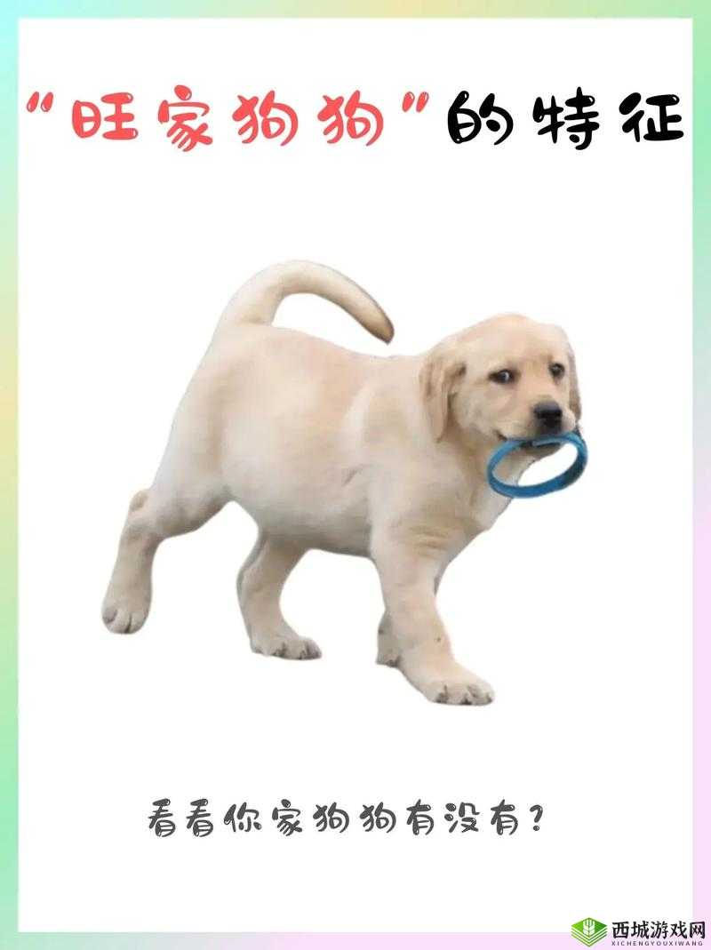 人 ZOOM 狗狗:与可爱萌宠的奇妙互动故事