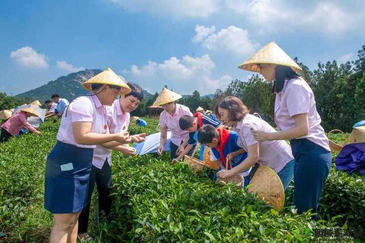 在野外用小雨伞拔萝卜好吗:一场别样的户外体验