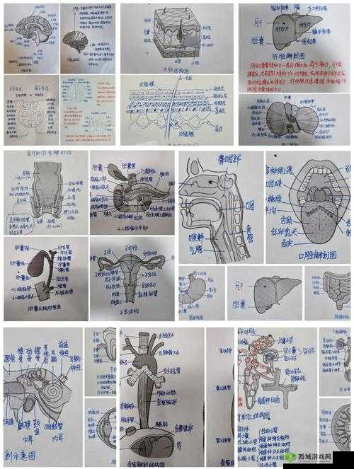 探索人体解剖标本的奥秘:从结构到功能的全面解析与科学应用