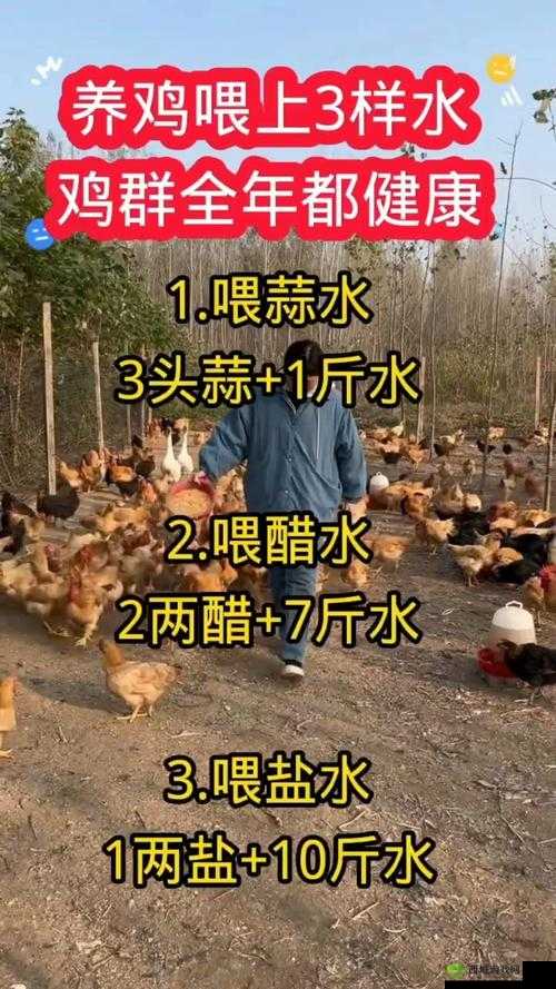 悠长假期养鸡怎么样?养鸡收益分析一览