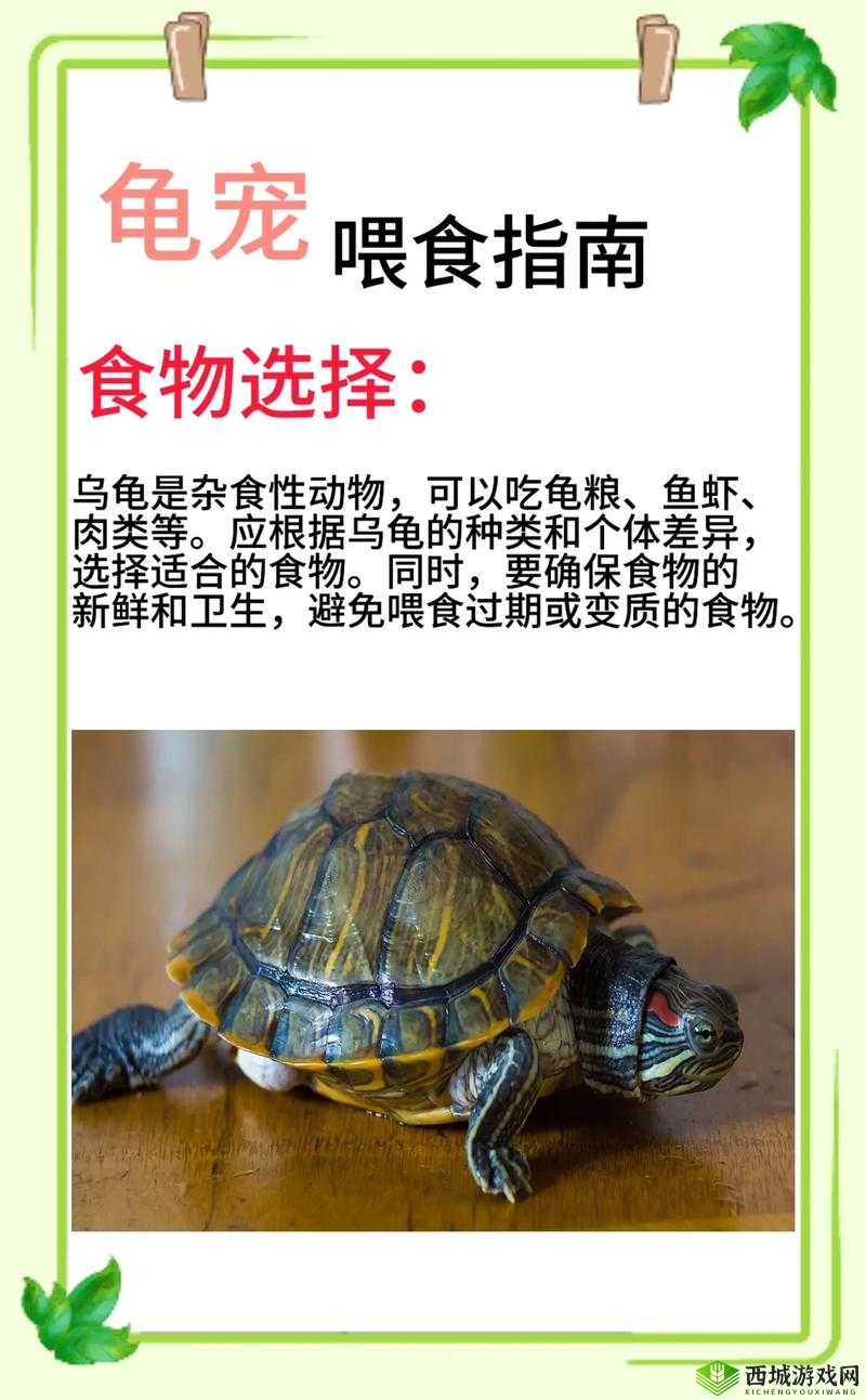 魔法水龟吃什么?保姆级喂养攻略!饲养必看,告别养死龟的魔咒