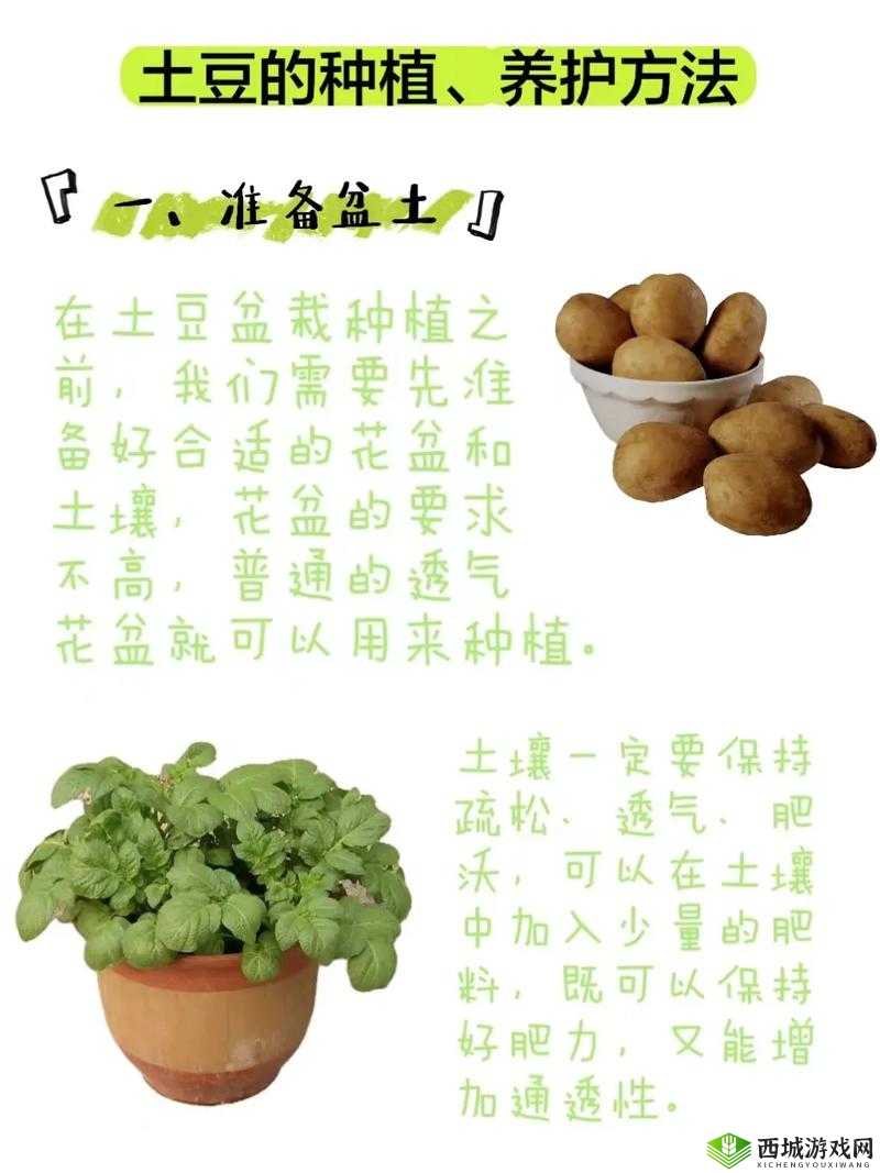 必看!小森生活超级土豆种植秘籍_零基础保姆级教程来啦!